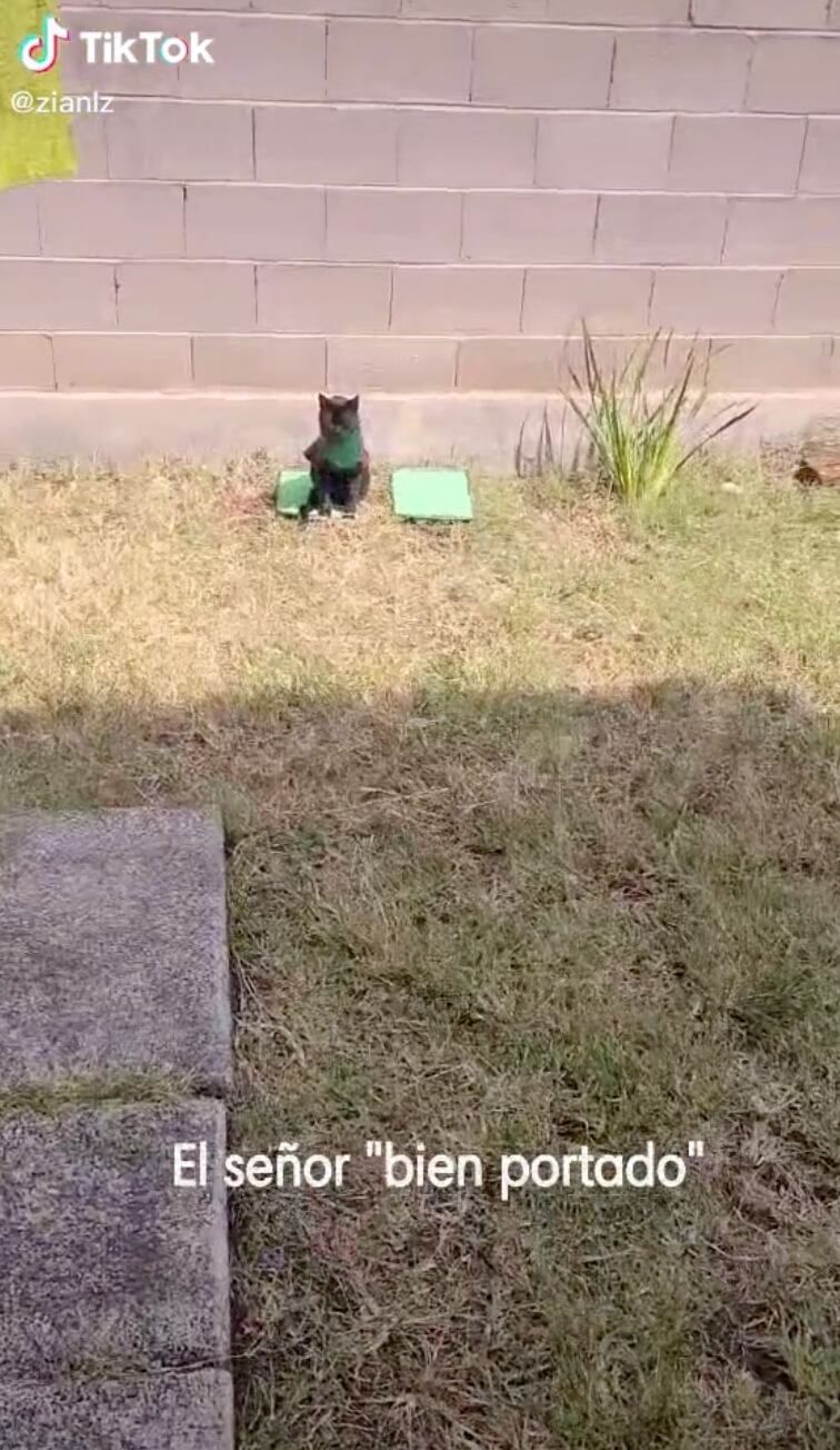 Gatito se cubre con polvos 'holi'
