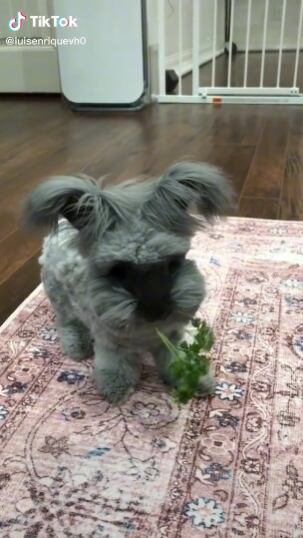 Mascota tiene en vilo a usuarios de TikTok que no saben si un es conejo o perro