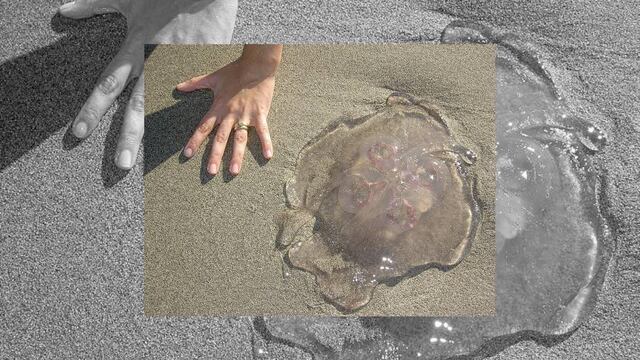 Evita que se arruinen tus vacaciones y actúa rápido en caso de que te toquen, no te talles y sobre todo, no te orines.