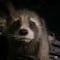 El tráiler de Guardianes de la Galaxia 3 revela a un pequeño y adorable Rocket Raccoon