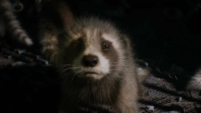 Rocket Raccoon chiquito aparece en Guardianes de la Galaxia 3