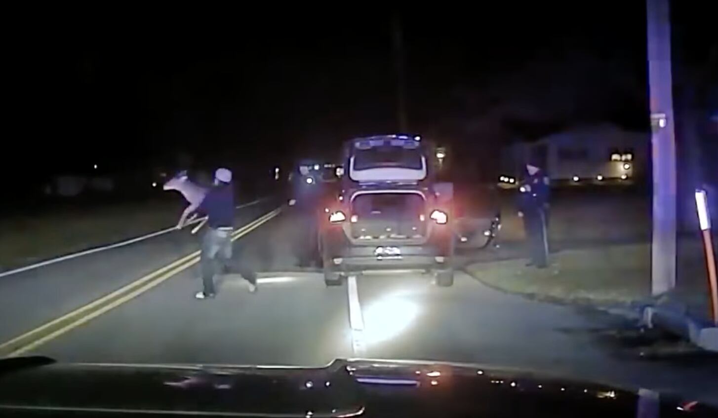 Policías encuentran ciervo con vida en la cajuela de un auto