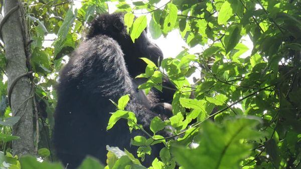Nace bebé gorila de especie en peligro de extinción
