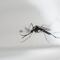 Estados Unidos: Liberarán mosquitos modificados genéticamente contra el dengue