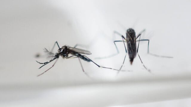 Dos mosquitos Aedes aegypti, transmisores del virus del Zika, en un laboratorio en El Salvador.