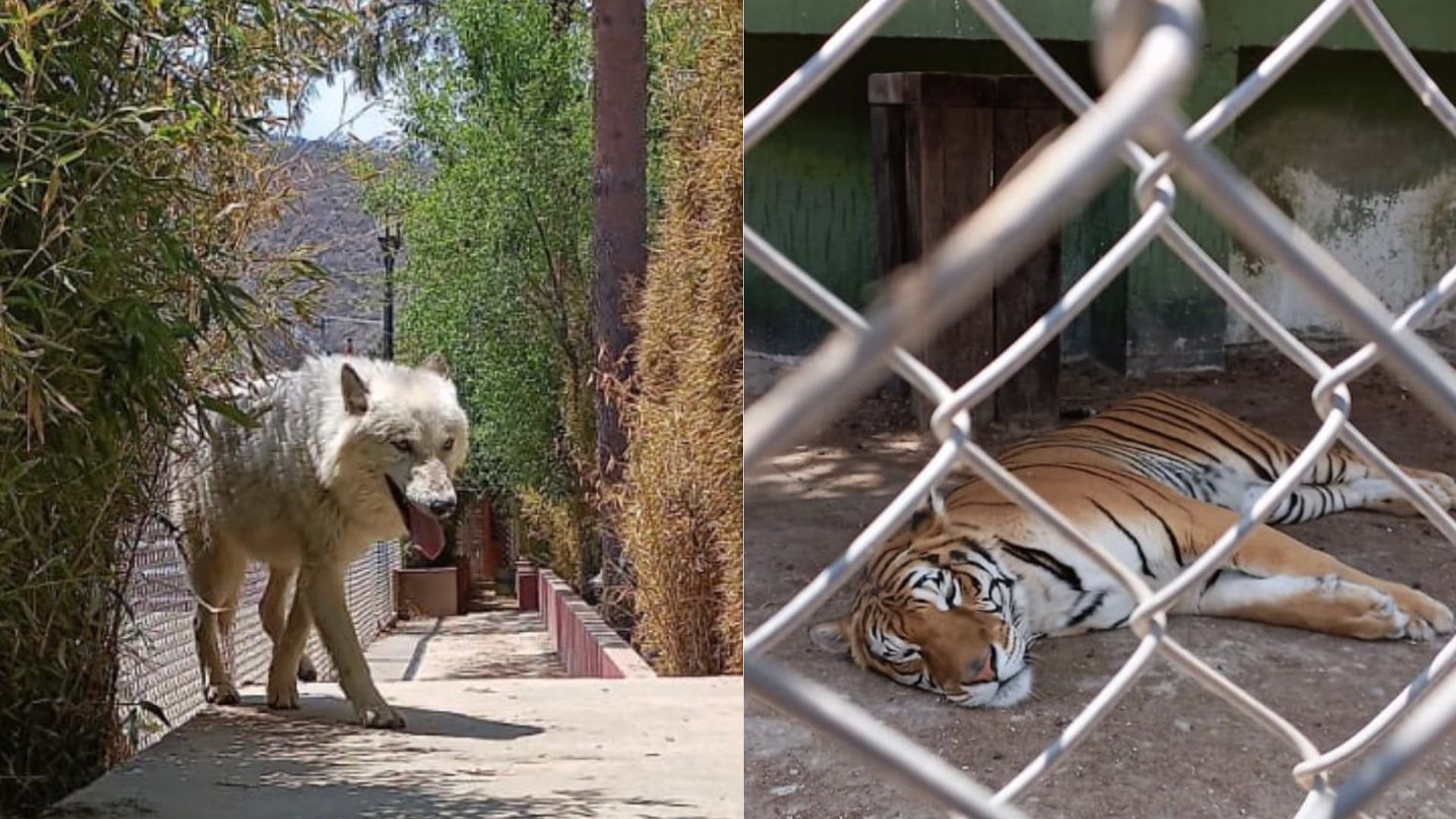Rescatan a animales por cateo en Huixquilucan