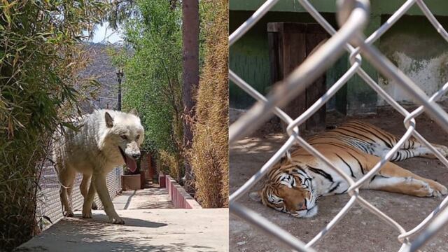 Rescatan a animales por cateo en Huixquilucan