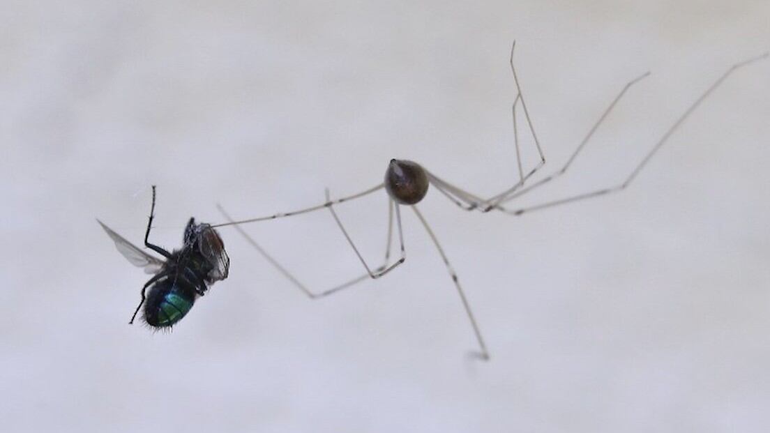 Araña