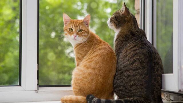 Rescatan gatos en Gustavo A. Madero