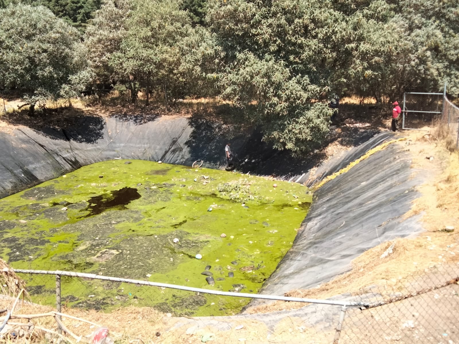 Perros hallados muertos en Amecameca