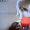 VIDEOS: Los gatos odian 'Mario Kart Live', el nuevo juego de Nintendo