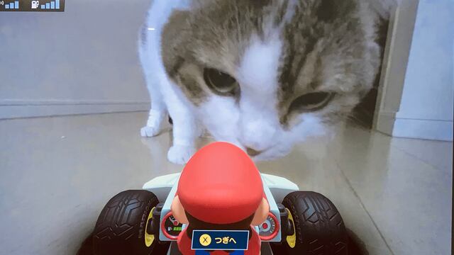Gato Mario Kart Live
