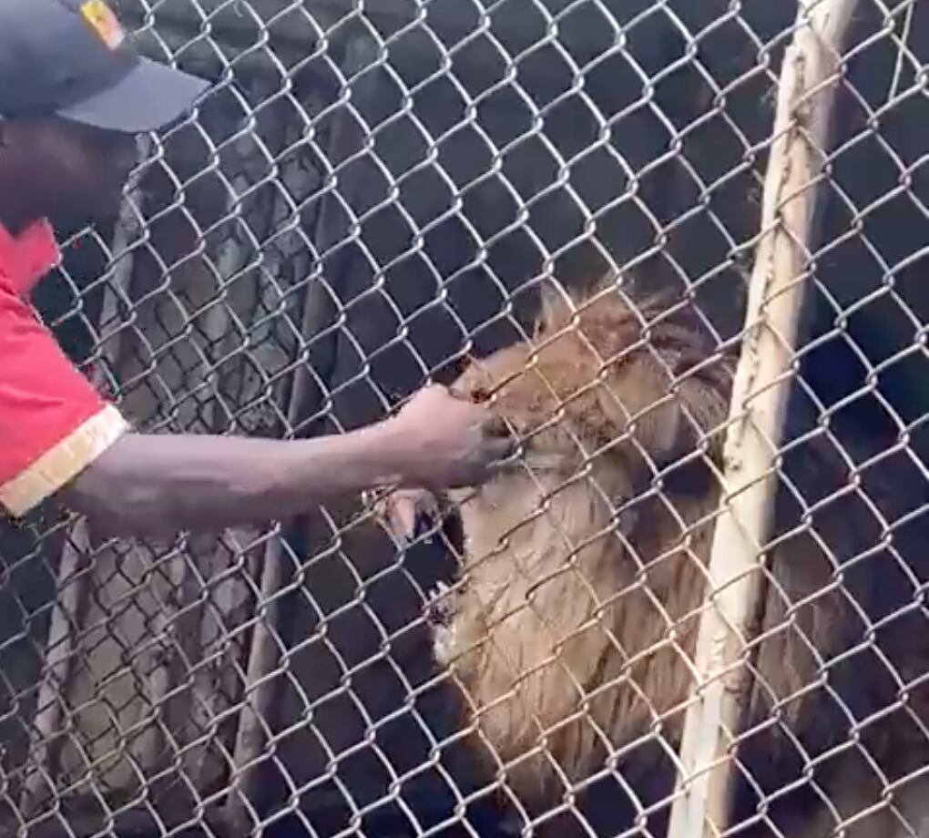 Un león le arranca el dedo a un cuidador del zoológico de Jamaica