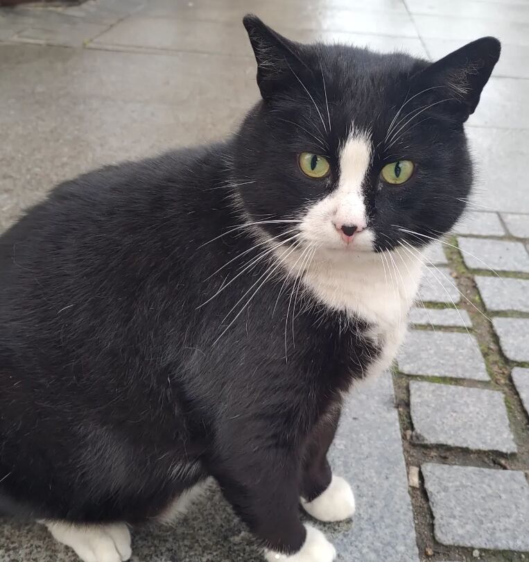 Gacek, el gato gordo que es la principal atracción turística en una ciudad de Polonia