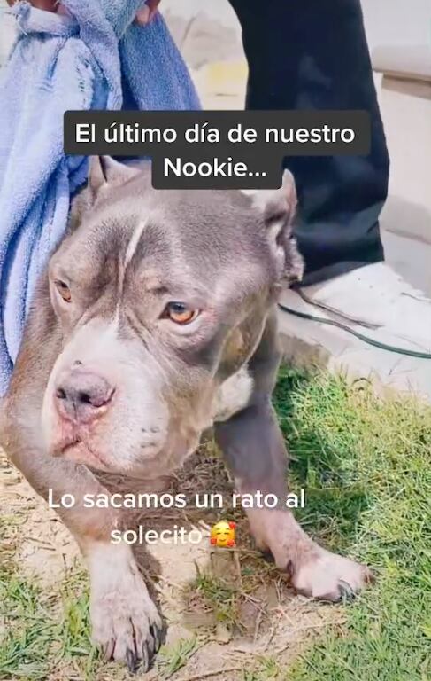 El perro Nookie tomando el sol