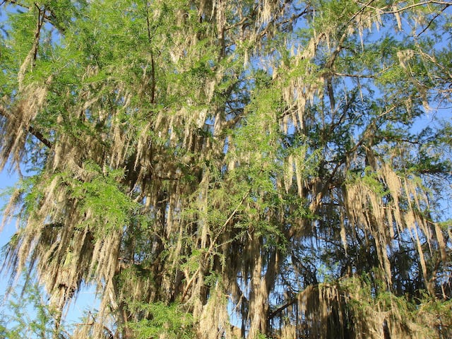 ¿Por qué el Ahuehuete es llamado el “árbol nacional”?