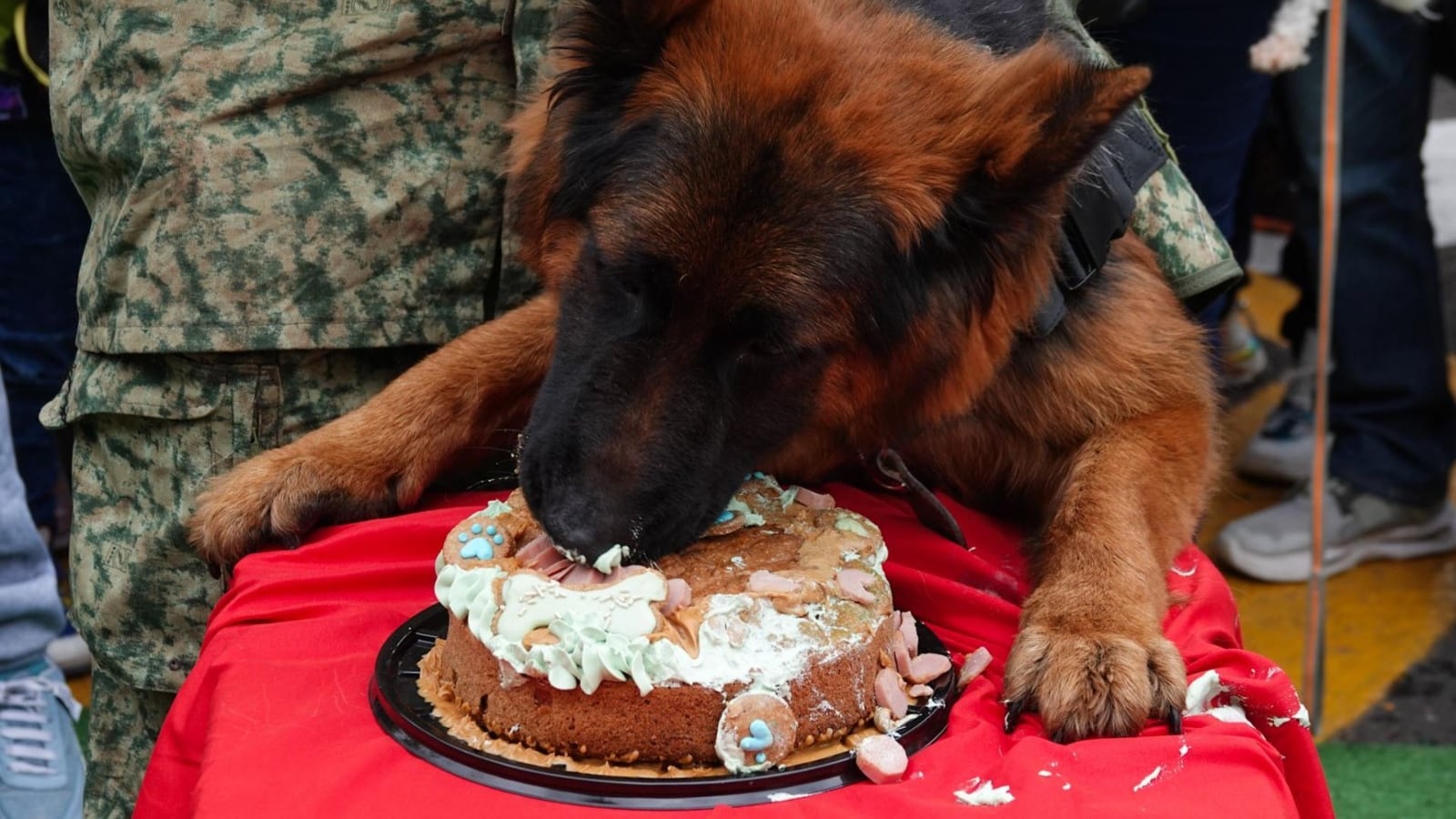 Arkadas, el perro rescatista, acaba de cumplir dos años y ya es cabo en el Ejército