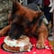 Arkadas, el perro rescatista, acaba de cumplir dos años y ya es cabo en el Ejército
