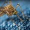 ¿Cómo saber si me picó un mosquito del dengue? Ten cuidado si presentas estos síntomas