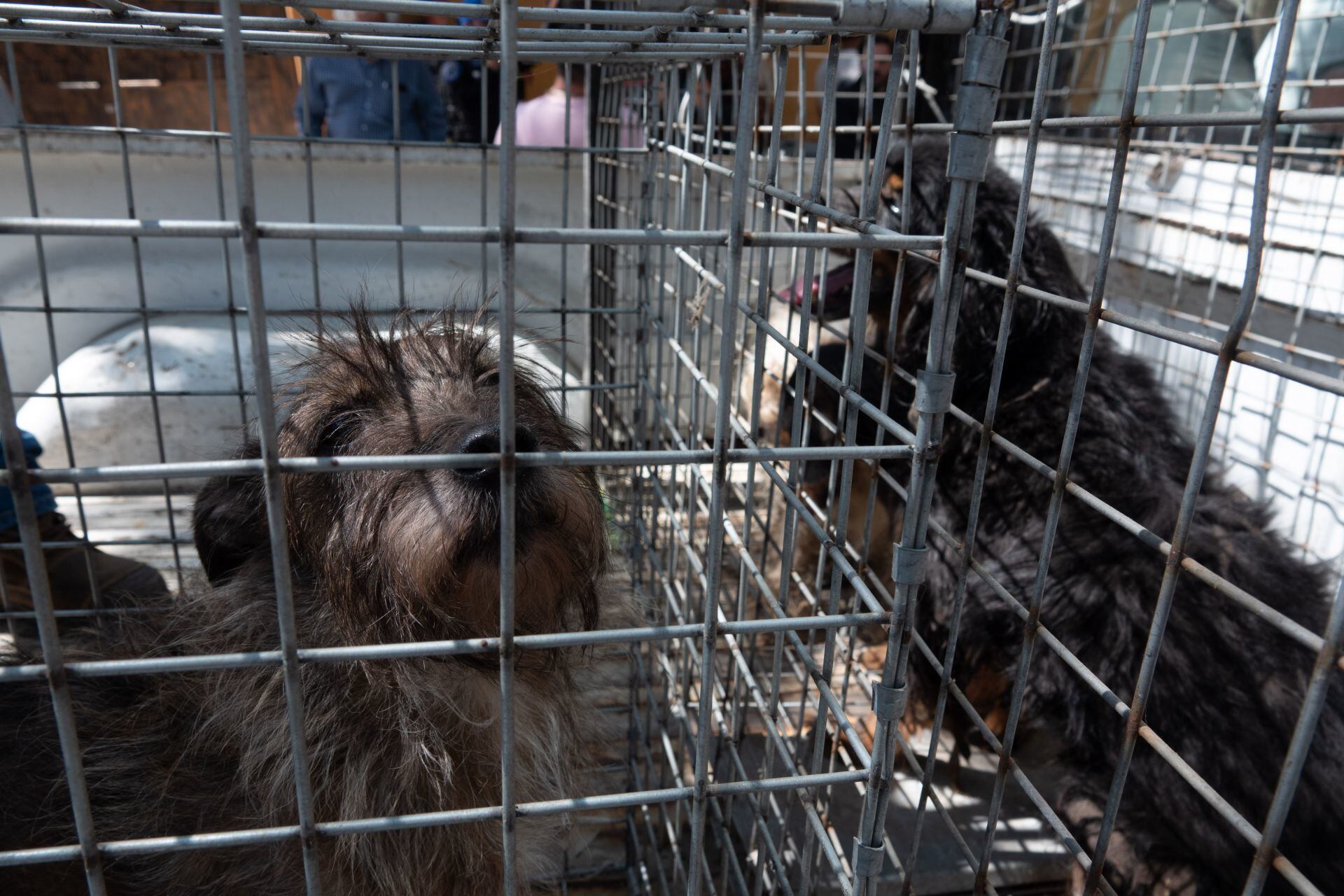 Perros rescatados (imagen representativa)