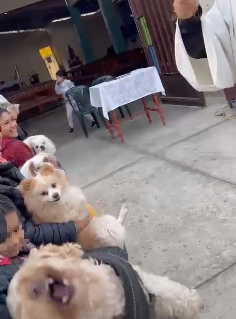 Reacción del perrito en misa