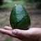 ¿Qué pasó con el aguacate de Michoacán? Hay una buena noticia en el conflicto con Estados Unidos