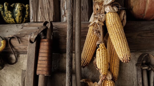 Productores de maíz en Michoacán recibirán apoyo complementario.