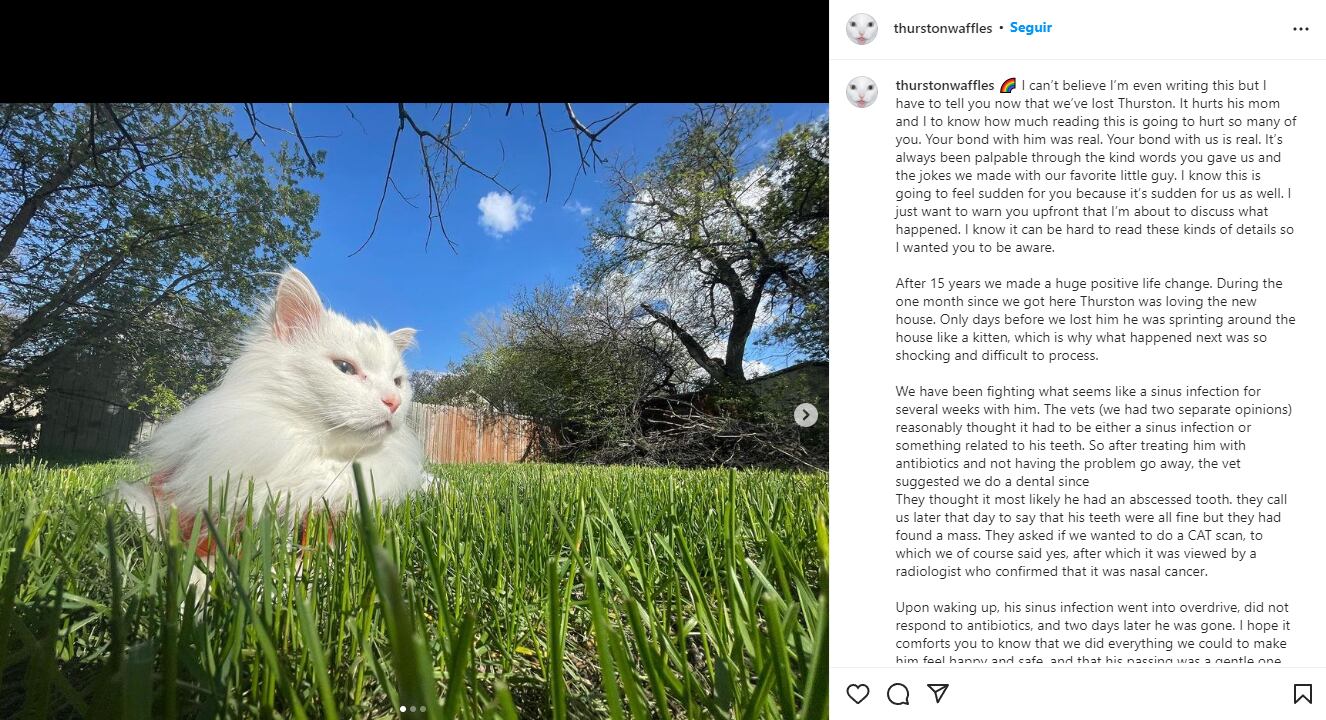 Mensaje de Instagram sobre la muerte de Thurston Waffles
