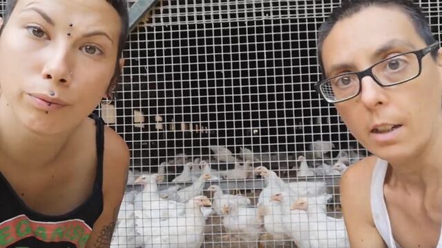 Veganos separan gallos de gallinas para evitar que las violen