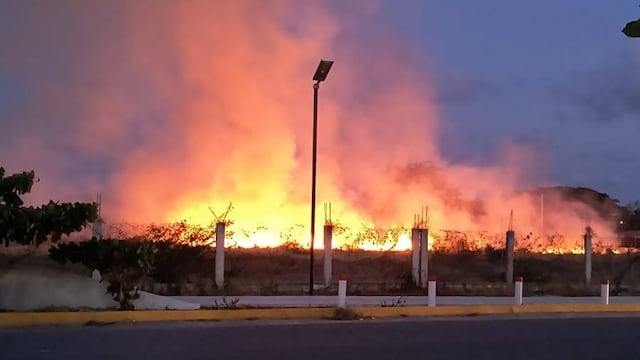 Sembrando Vida: incendio arrasó con más de mil árboles en Oaxaca