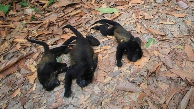 ¿Cuántos monos han muerto en Tabasco por el calor? Esta es la triste cifra