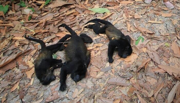 ¿Cuántos monos han muerto en Tabasco por el calor? Esta es la triste cifra