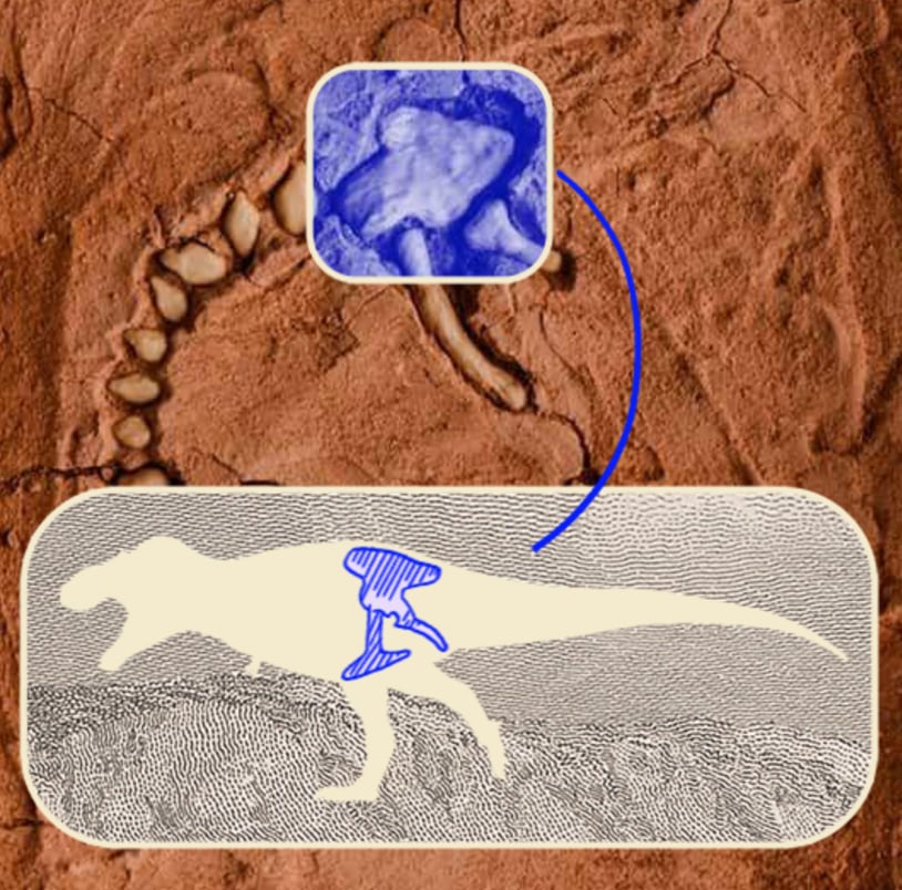 Datos curiosos de Staurikosaurus pricei