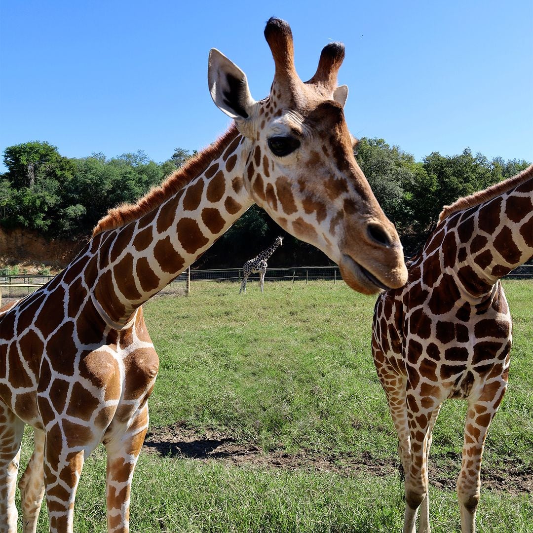 Taylor, bebé jirafa