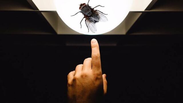 Diputado vota a favor por culpa de mosca.