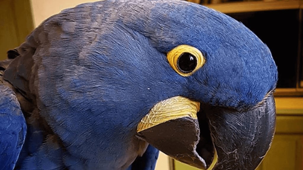 Guacamayo Spix azul.