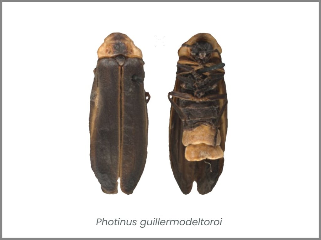 Guillermo del Toro inspira el nombre de nueva especie de luciérnaga mexicana