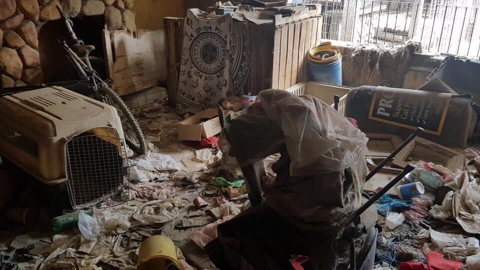 Demandan a Luz Elena Chávez por daño moral en caso perritos Golden