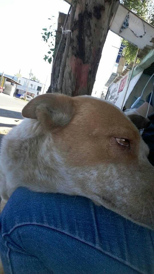 En Facebook, vecinos de la colonia Olivares, buscan un nuevo hogar para el perro de avanzada edad.