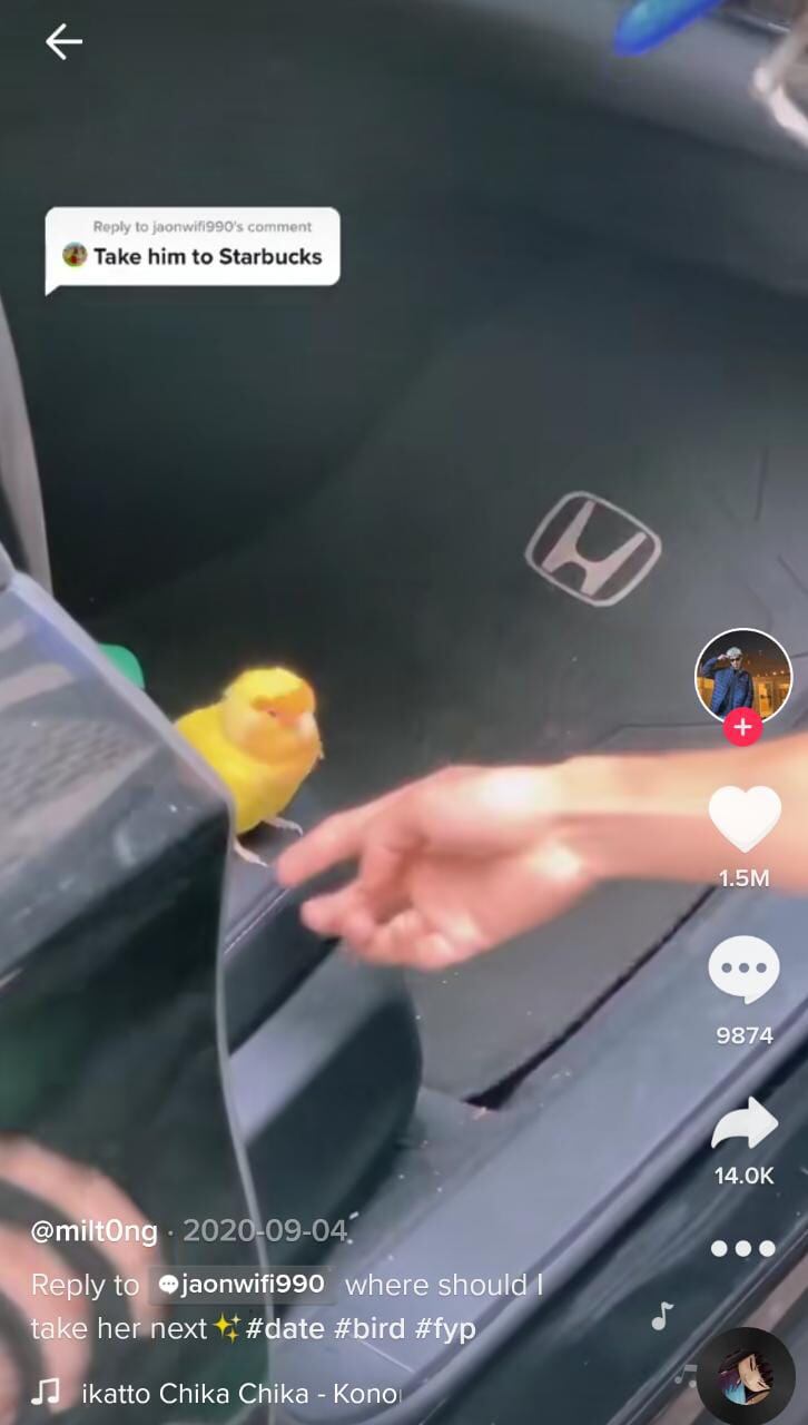 Joven lleva a su periquita a Starbucks