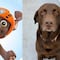 ¿Cómo son los labrador? 7 características que definen a la raza de Zuma, cachorro de Paw Patrol