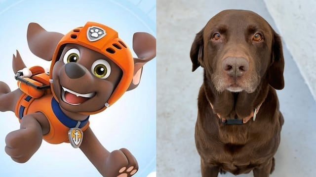 Características de un labrador como Zuma de Paw Patrol