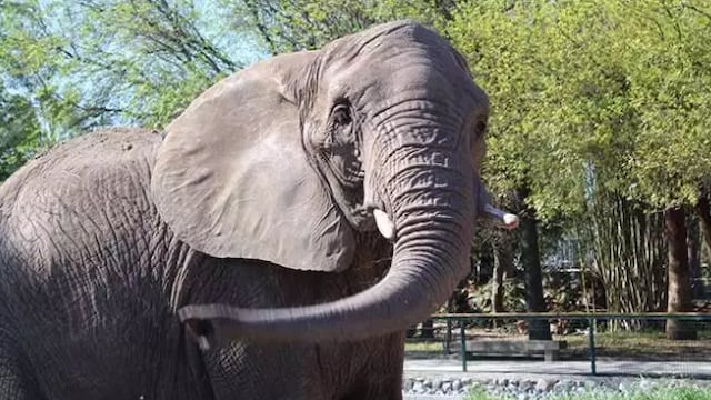 Elefante mata a su entrenador en India (Imagen ilustrativa)