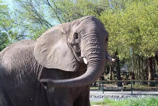 Y uno se pregunta para qué había que cortarle lo colmillos al cadáver de la elefanta…