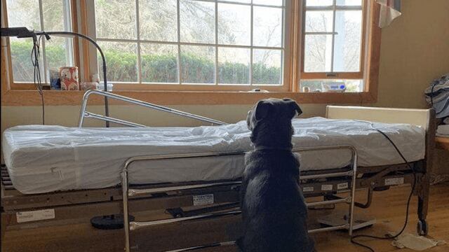 Moose, el perro que esperó a su dueño al lado de una cama de hospital.