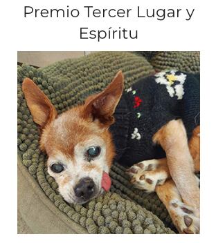Perro más feo del mundo 2023