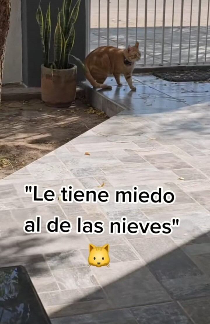 Gato le teme al camión de los helados