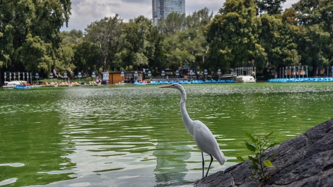 Bosque de Chapultepec