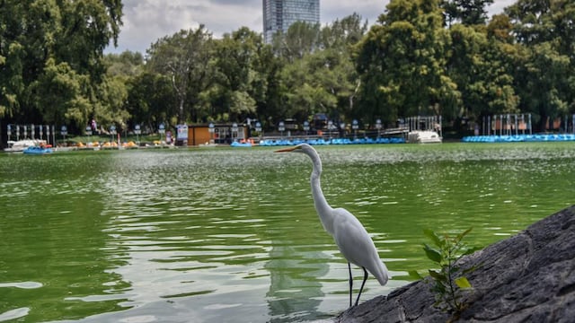 Bosque de Chapultepec