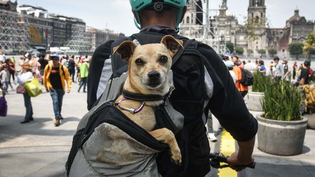 ¿Con quién se queda el perro?